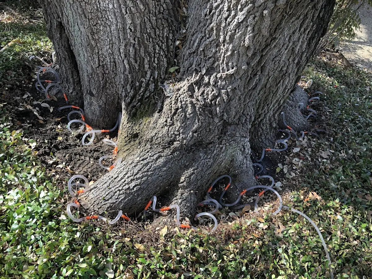 Detailed Tree Cabling and Bracing job site in Thomson